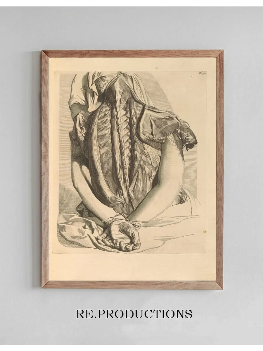 Anatomia Humani Corporis Pl.031