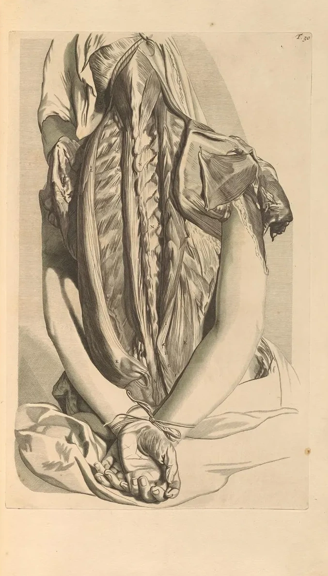 Anatomia Humani Corporis Pl.031