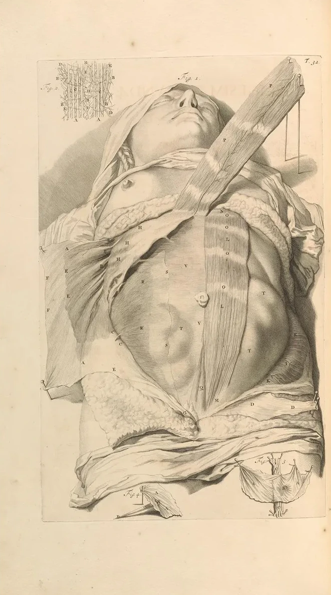Anatomia Humani Corporis Pl.033