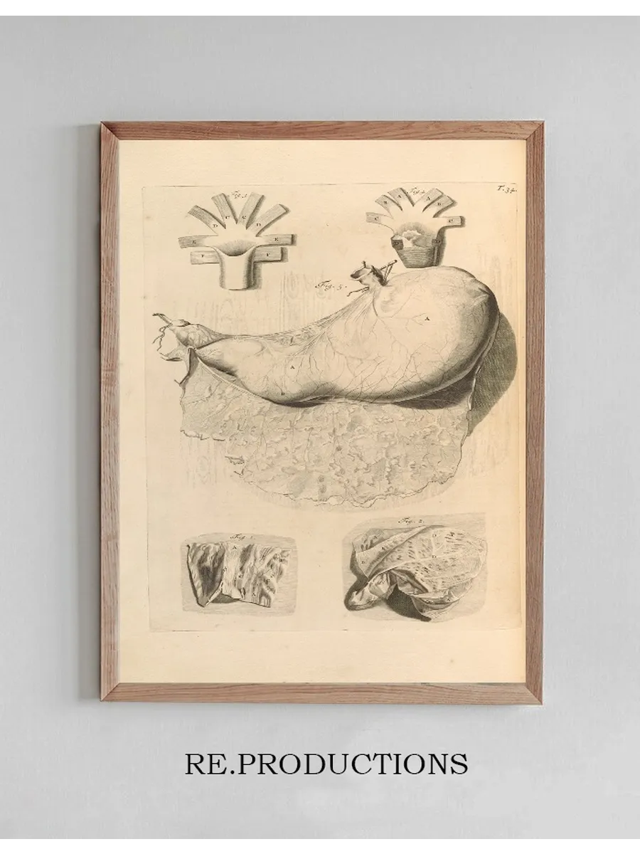 Anatomia Humani Corporis Pl.035