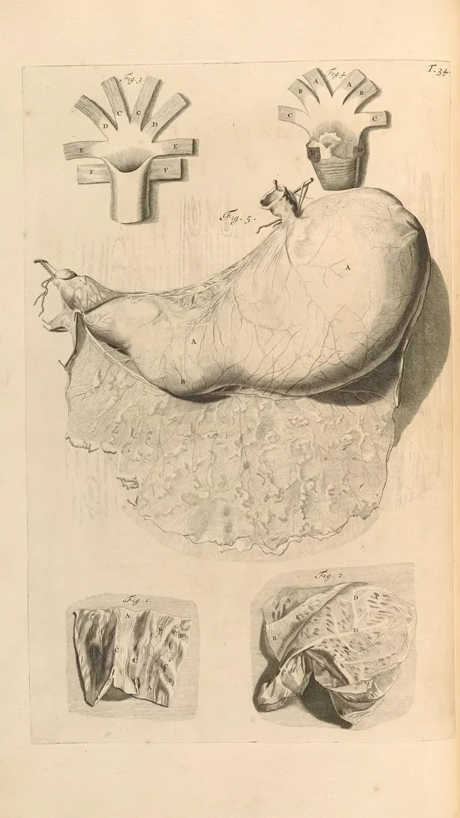 Anatomia Humani Corporis Pl.035