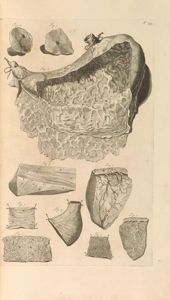 Anatomia Humani Corporis Pl.036