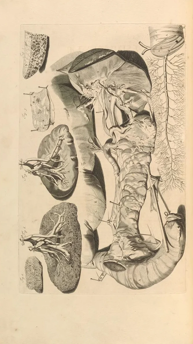 Anatomia Humani Corporis Pl.037