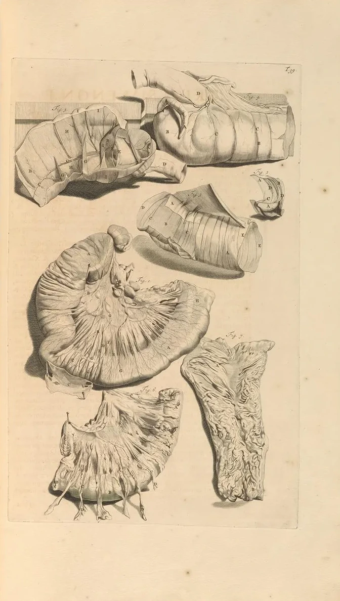 Anatomia Humani Corporis Pl.040