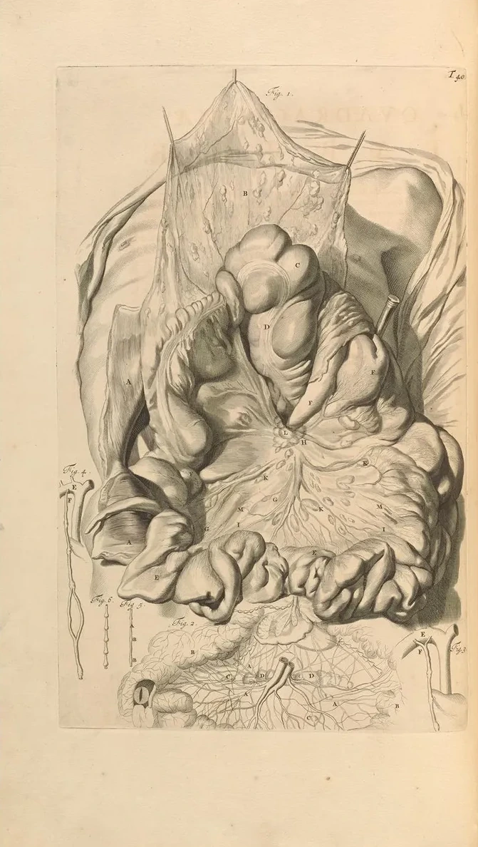 Anatomia Humani Corporis Pl.041