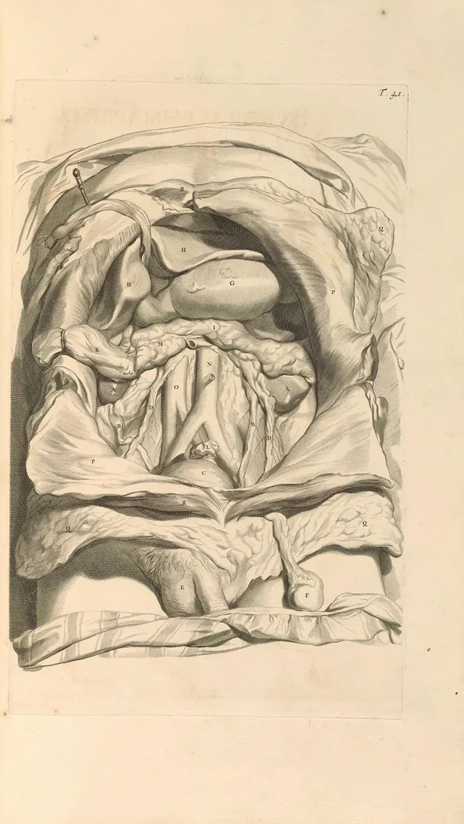 Anatomia Humani Corporis Pl.042