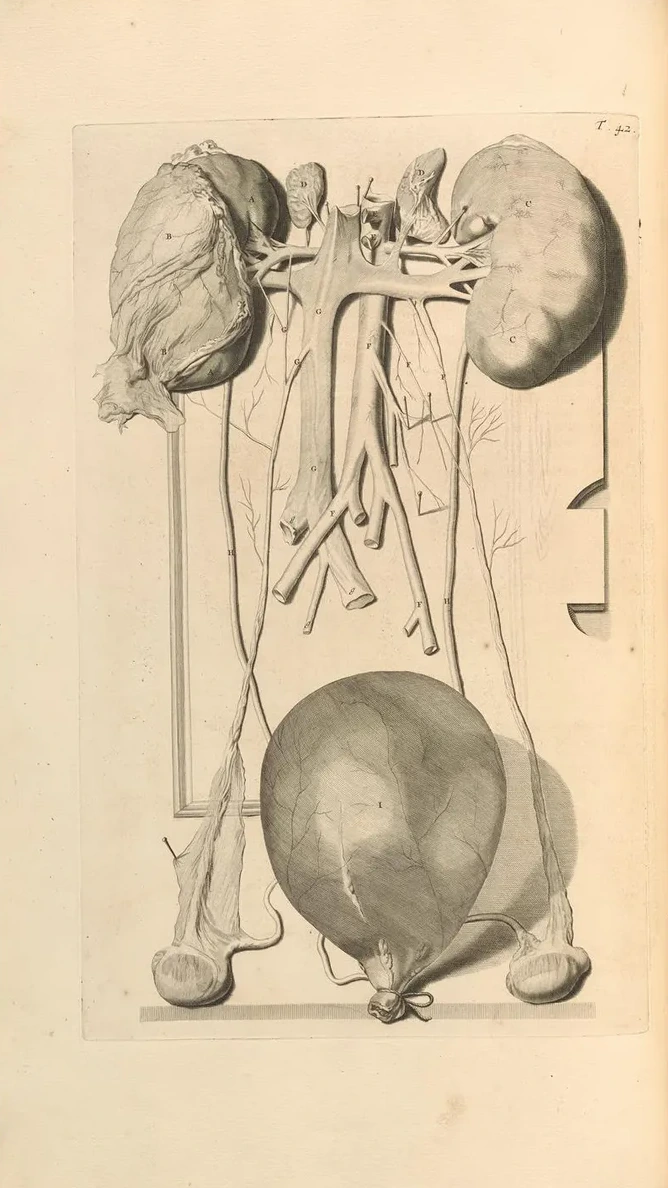 Anatomia Humani Corporis Pl.043