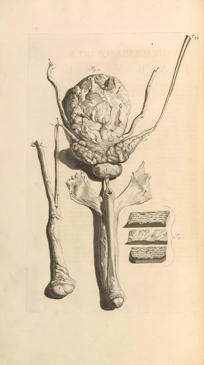 Anatomia Humani Corporis Pl.045