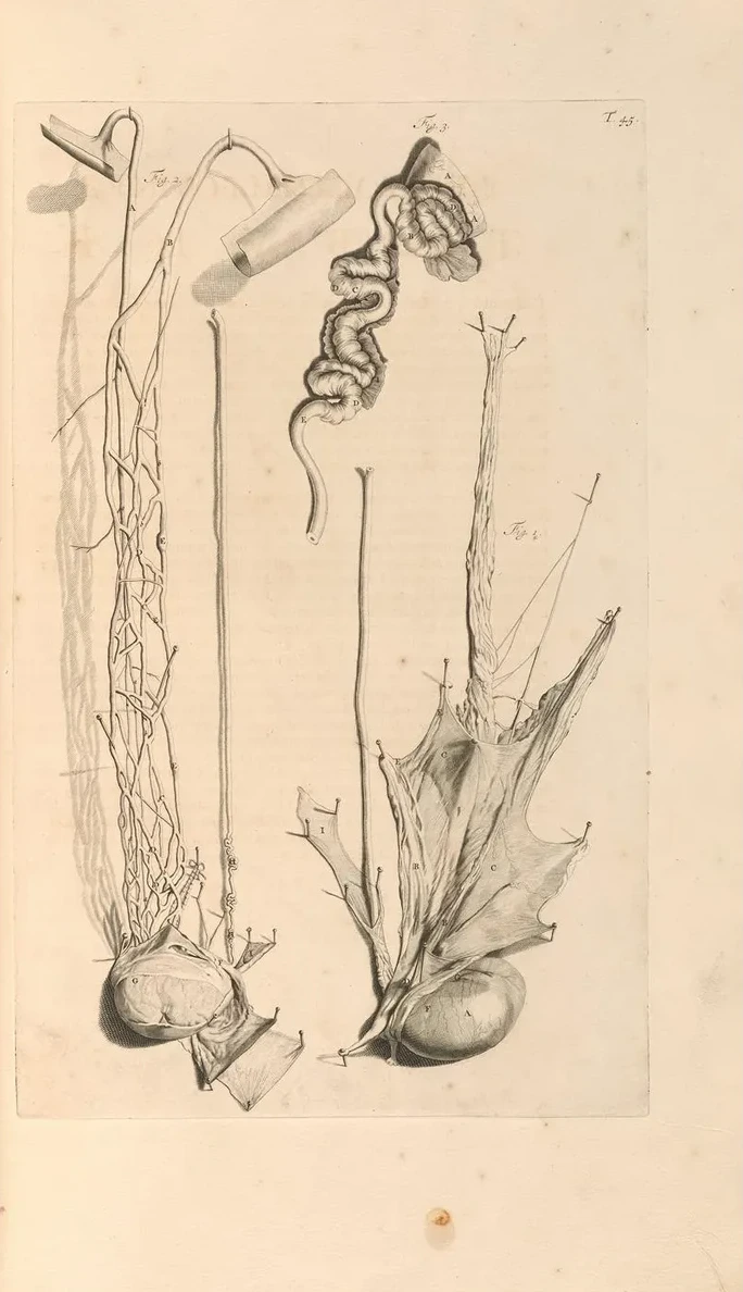Anatomia Humani Corporis Pl.046