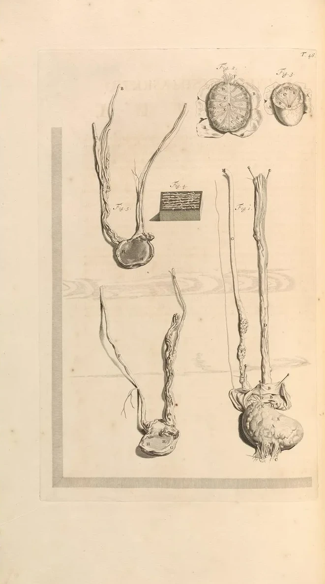 Anatomia Humani Corporis Pl.047