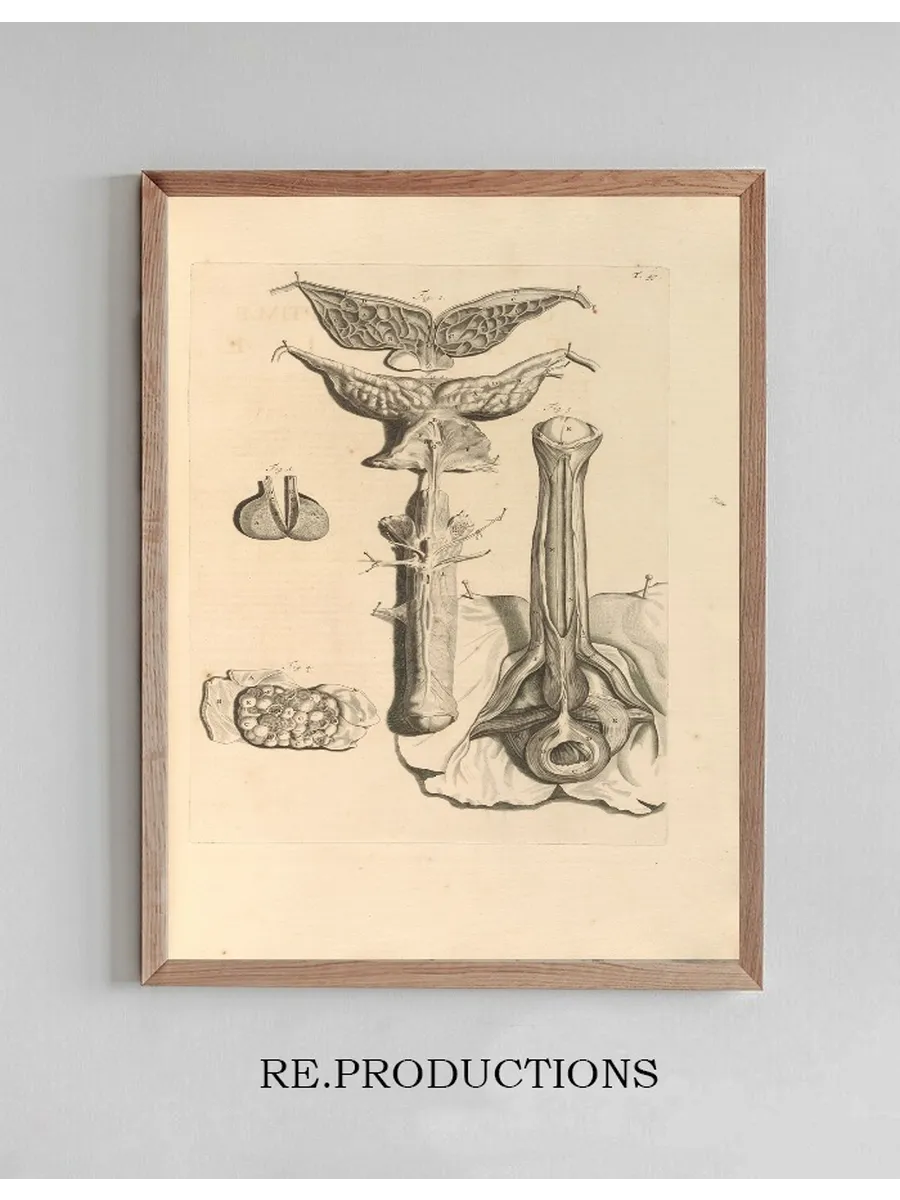 Anatomia Humani Corporis Pl.048