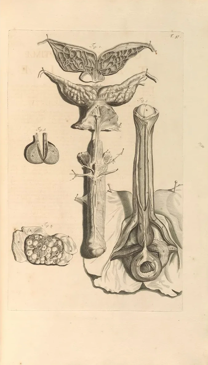 Anatomia Humani Corporis Pl.048