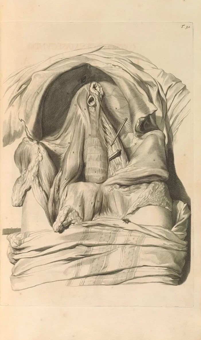 Anatomia Humani Corporis Pl.053