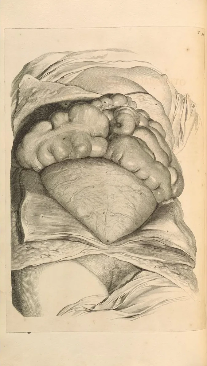 Anatomia Humani Corporis Pl.055