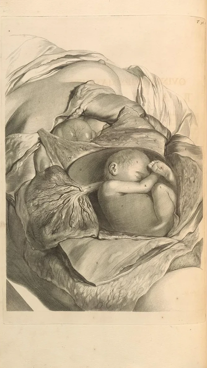 Anatomia Humani Corporis Pl.057