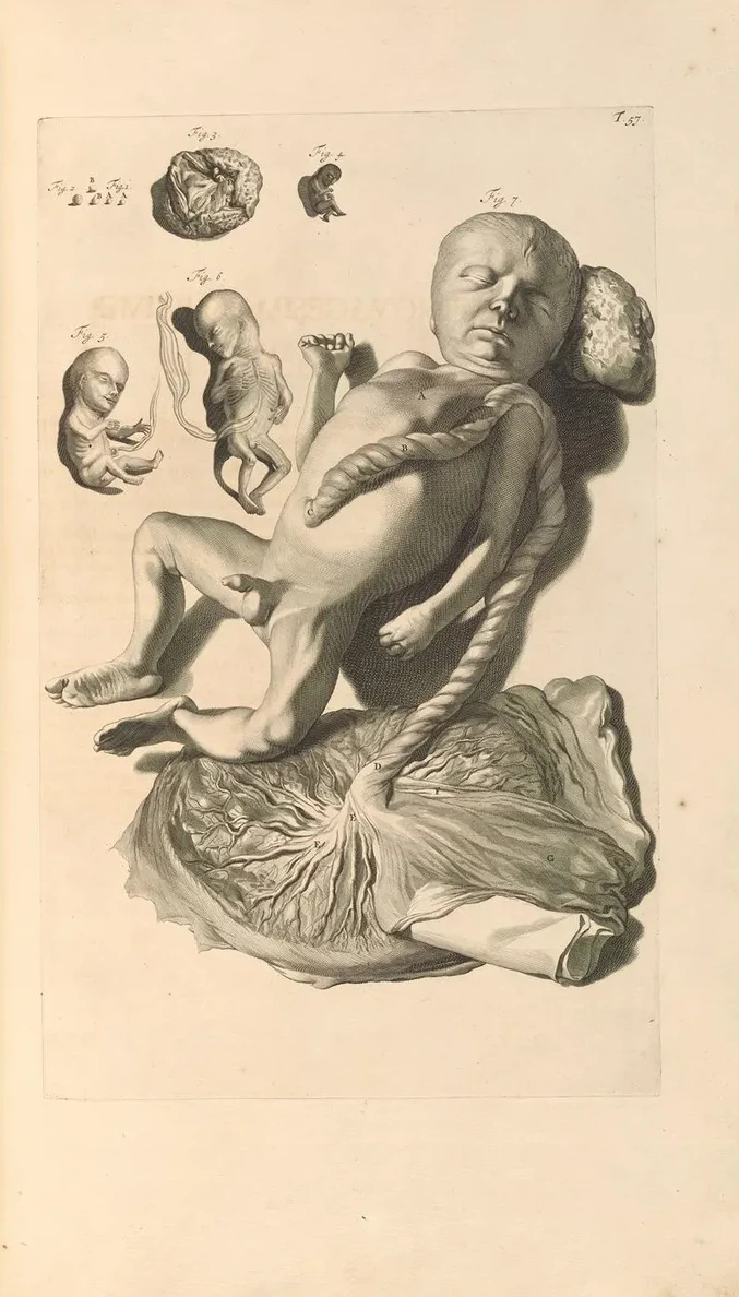 Anatomia Humani Corporis Pl.058