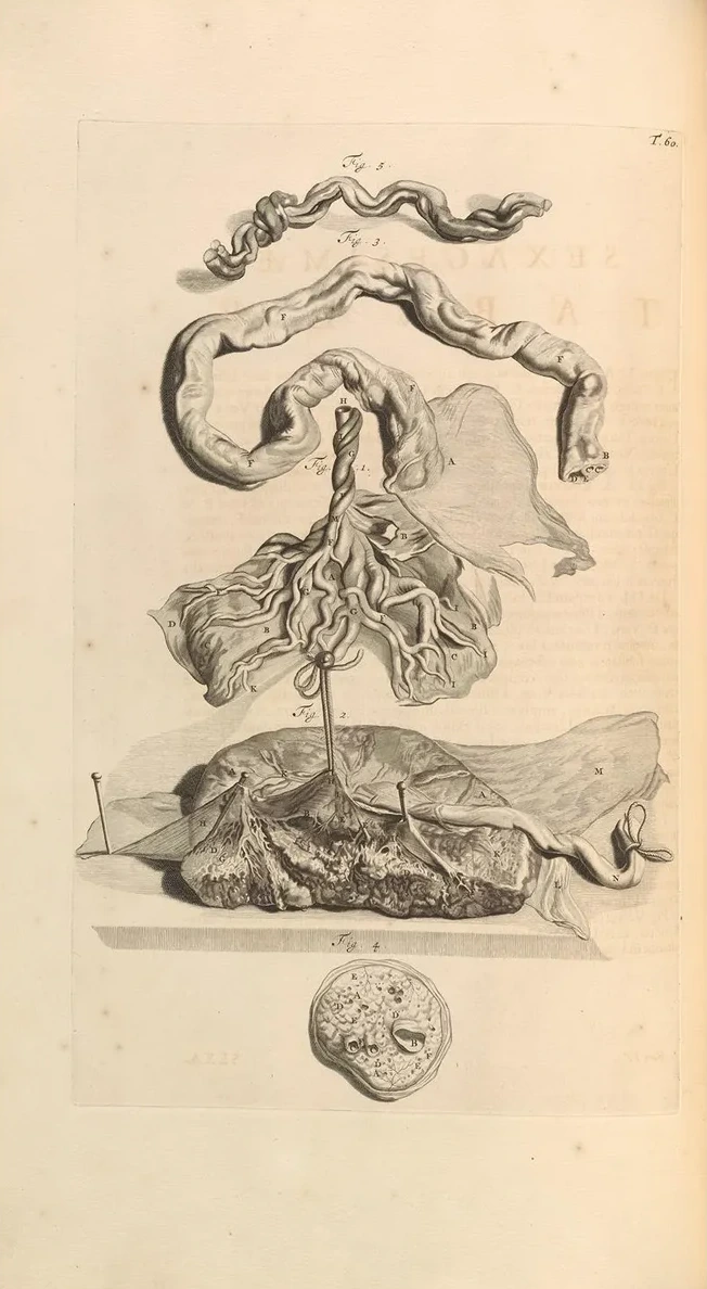 Anatomia Humani Corporis Pl.061