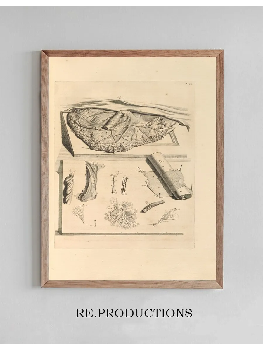 Anatomia Humani Corporis Pl.062