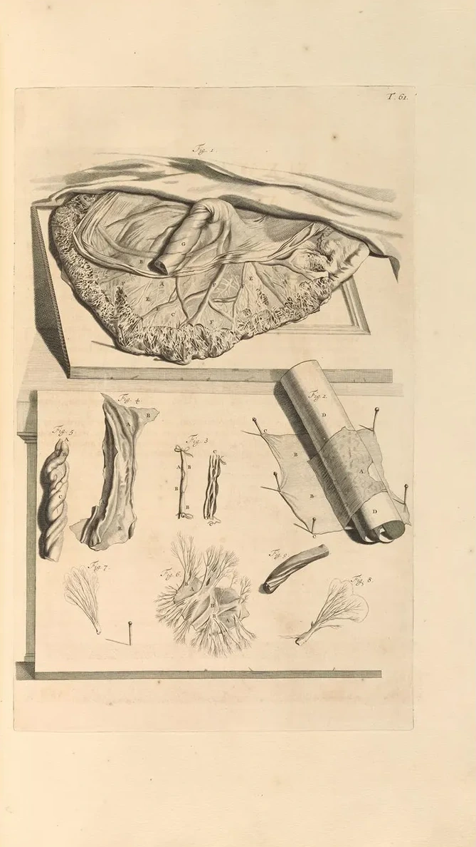 Anatomia Humani Corporis Pl.062