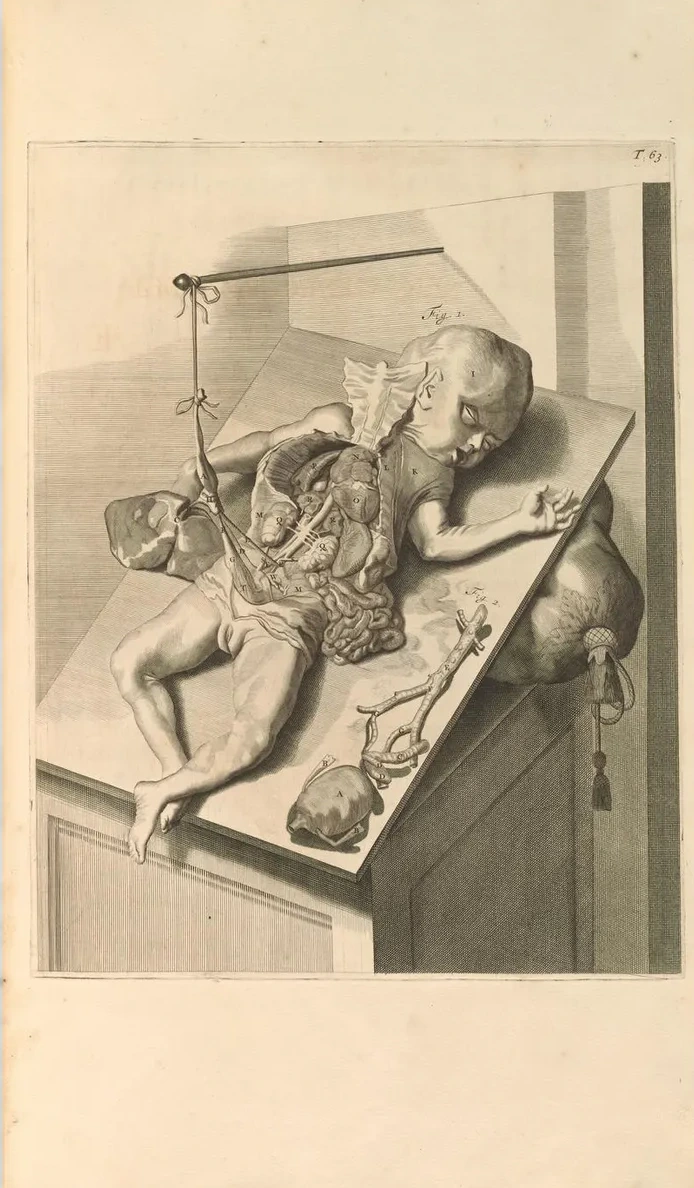 Anatomia Humani Corporis Pl.064
