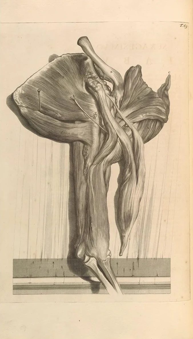 Anatomia Humani Corporis Pl.066