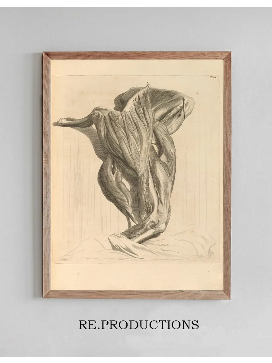 Anatomia Humani Corporis Pl.067