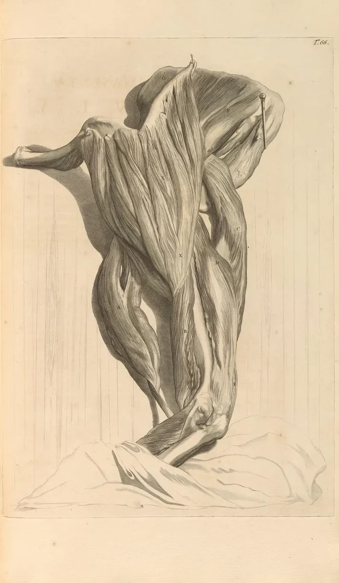 Anatomia Humani Corporis Pl.067