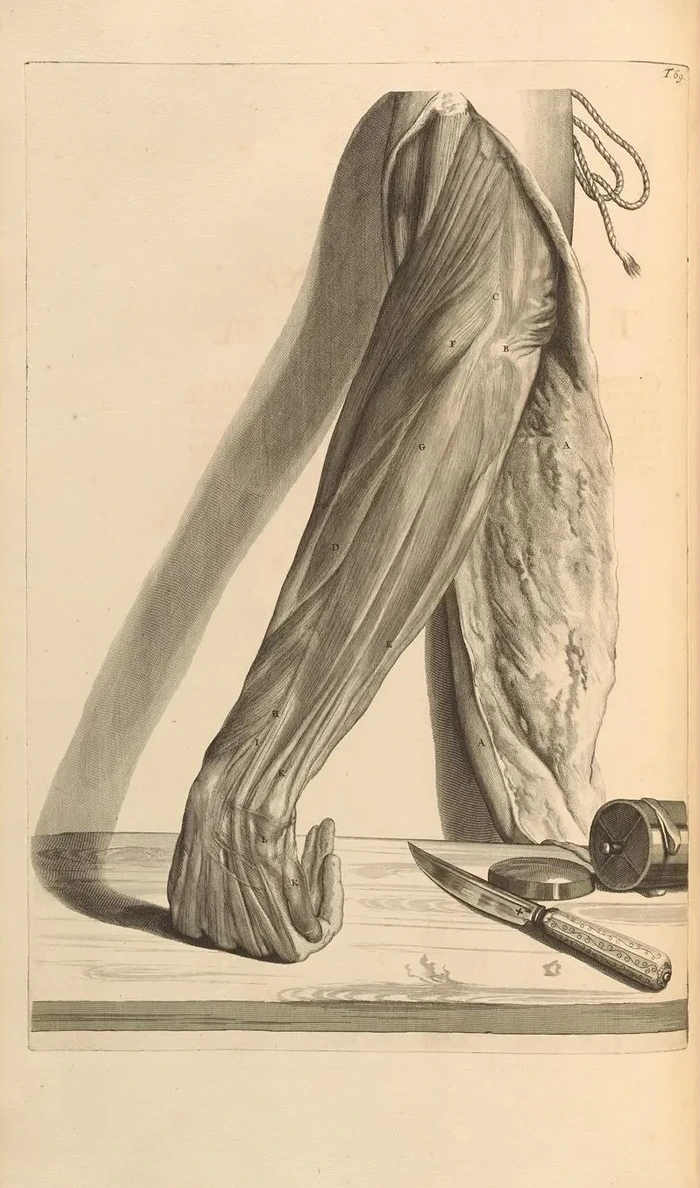 Anatomia Humani Corporis Pl.070