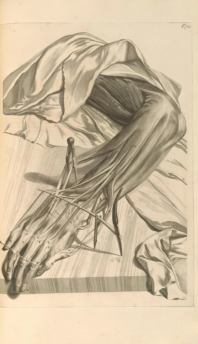 Anatomia Humani Corporis Pl.071