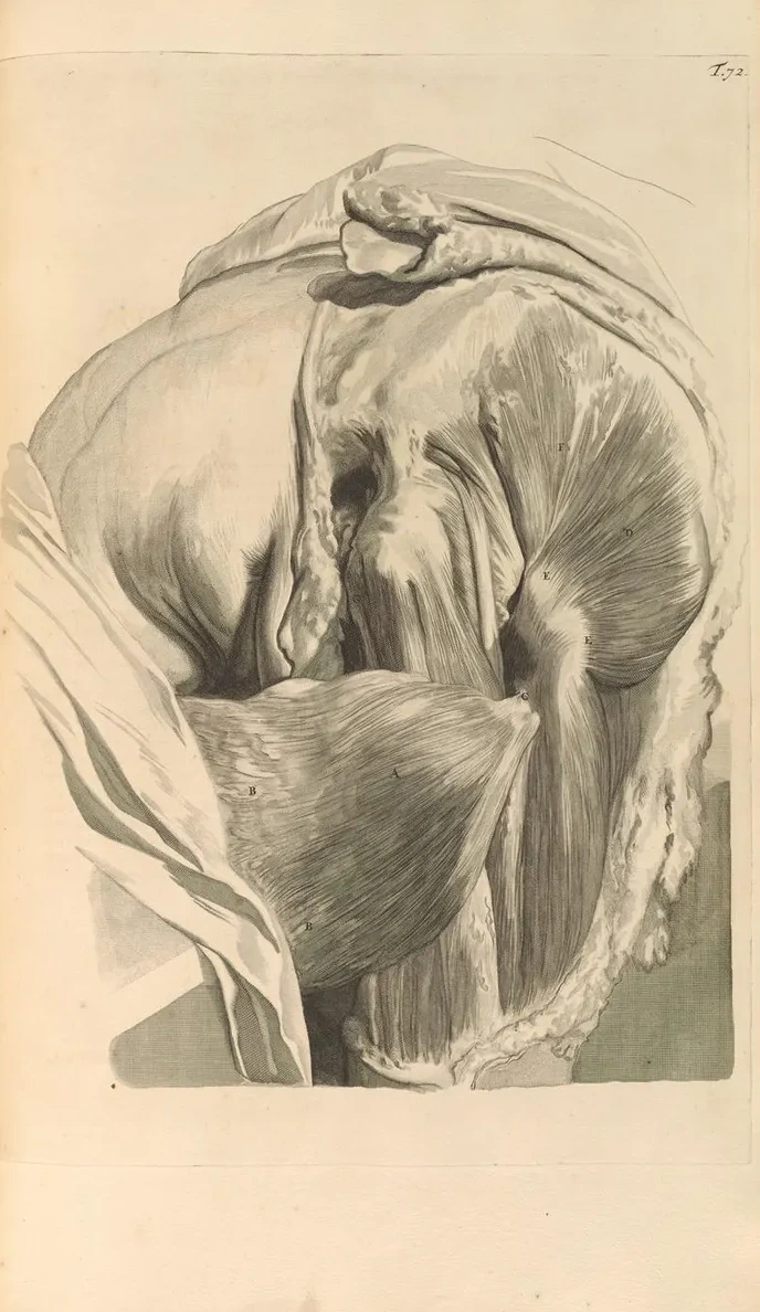 Anatomia Humani Corporis Pl.073