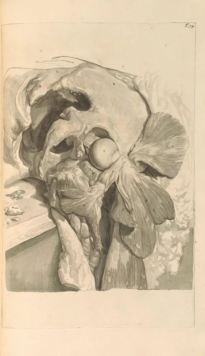 Anatomia Humani Corporis Pl.075