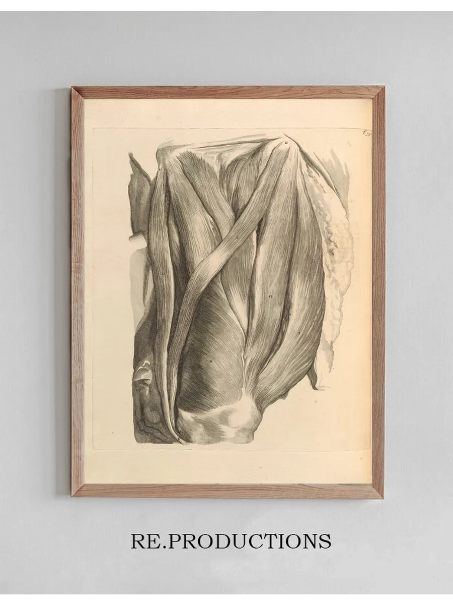 Anatomia Humani Corporis Pl.076