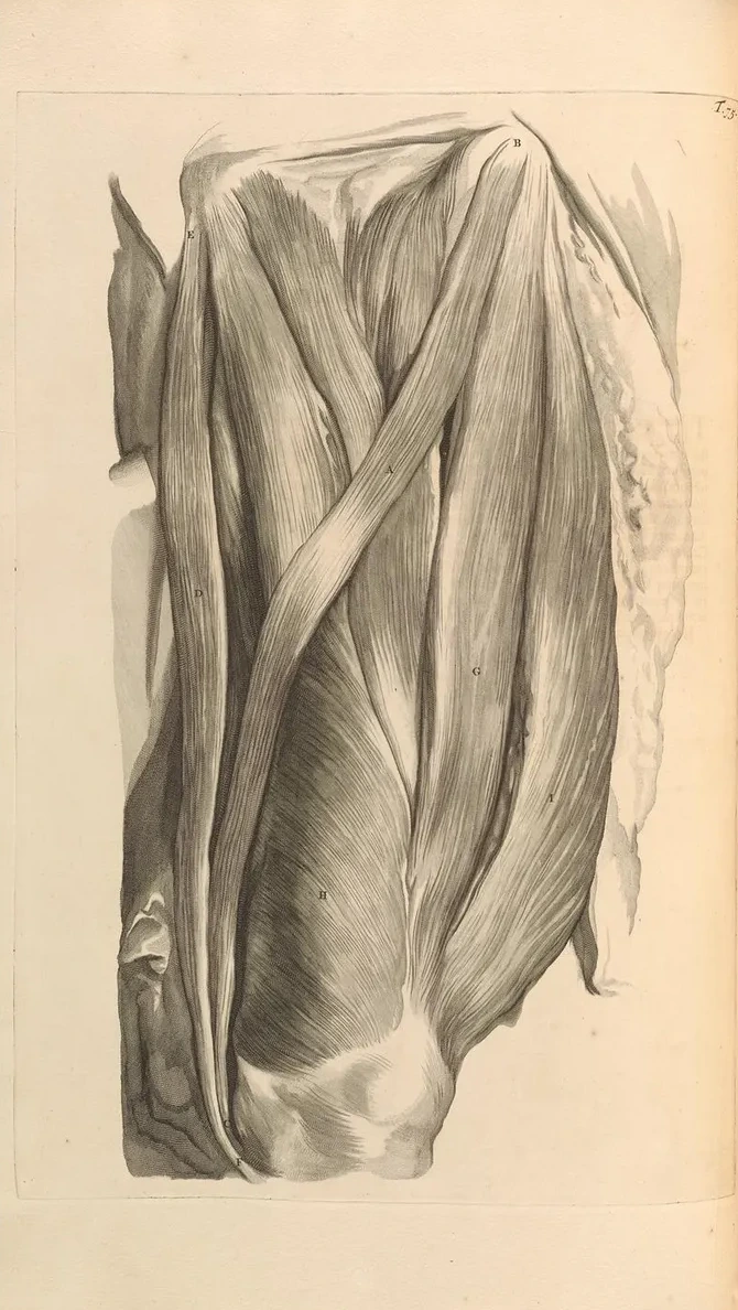 Anatomia Humani Corporis Pl.076