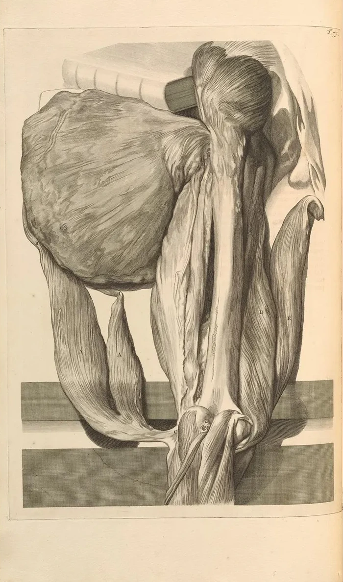 Anatomia Humani Corporis Pl.078