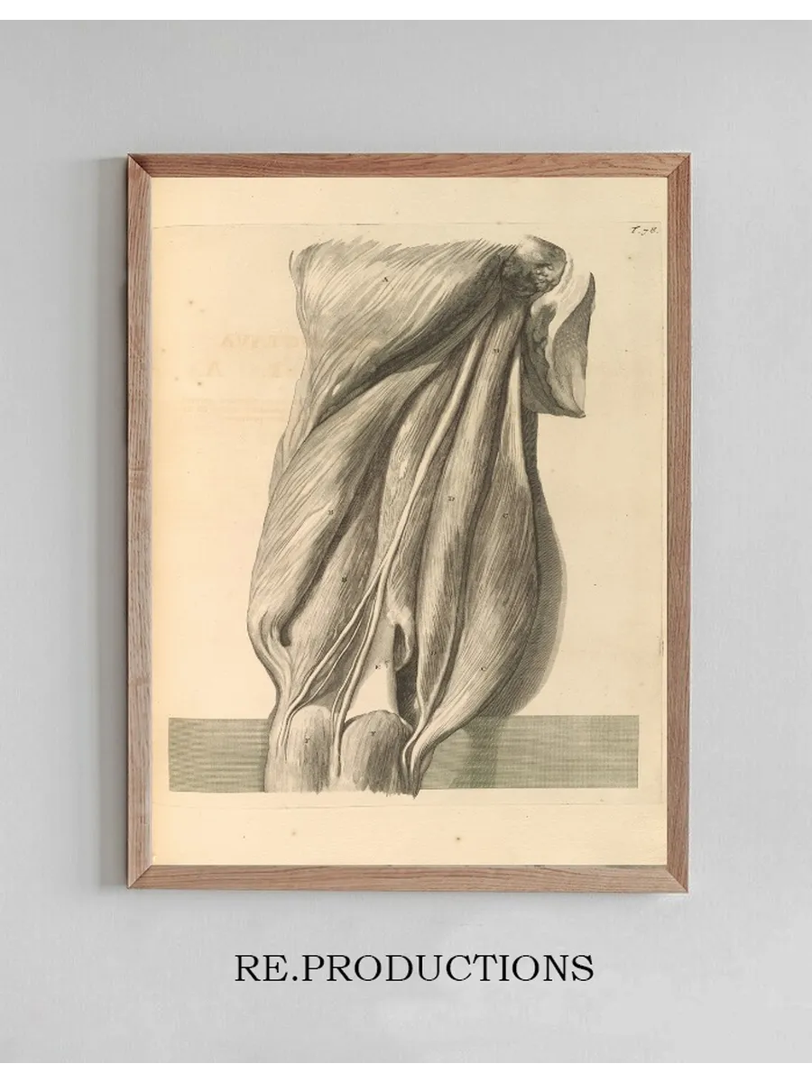 Anatomia Humani Corporis Pl.079