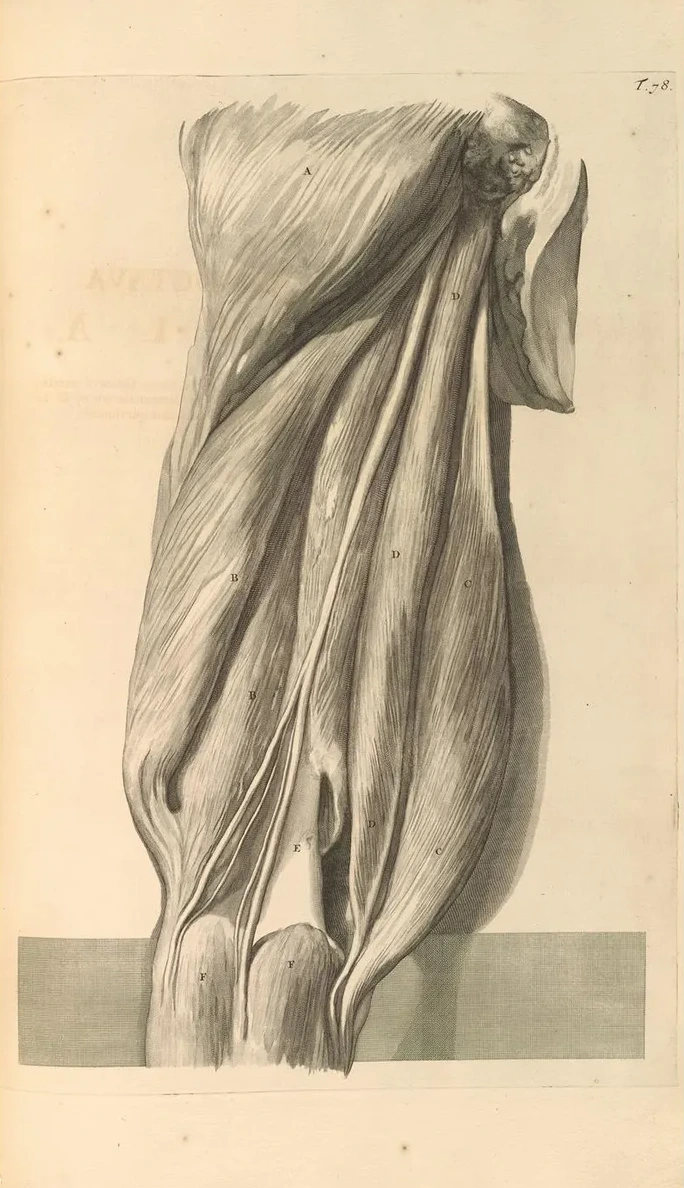Anatomia Humani Corporis Pl.079