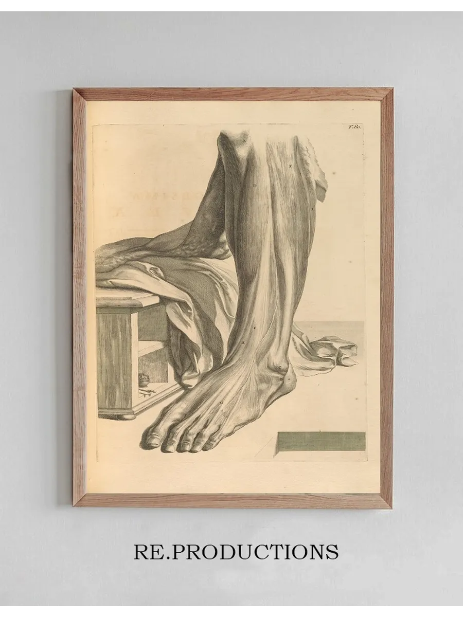 Anatomia Humani Corporis Pl.081