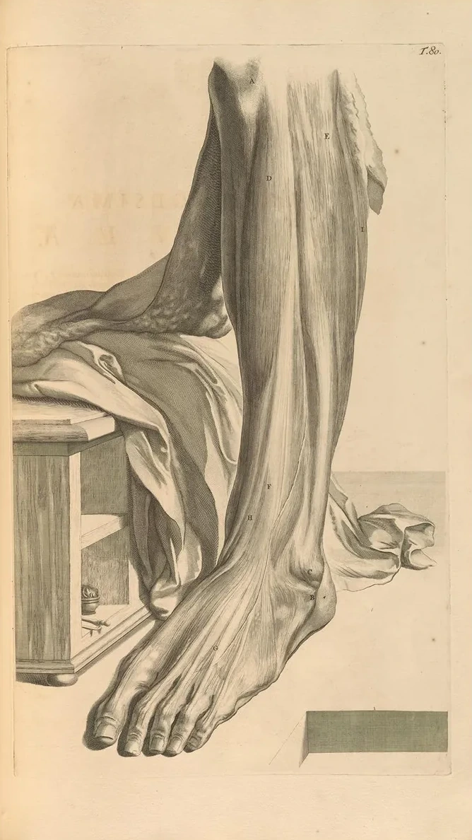Anatomia Humani Corporis Pl.081