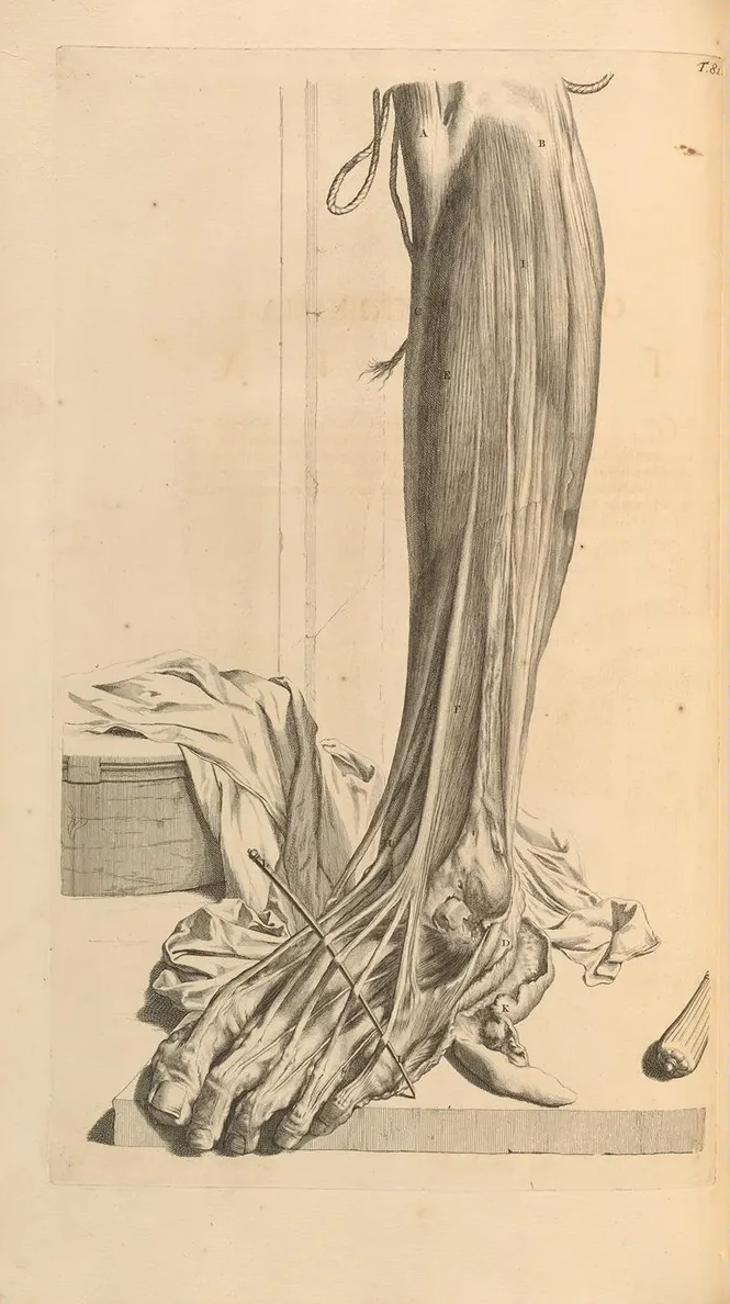 Anatomia Humani Corporis Pl.082