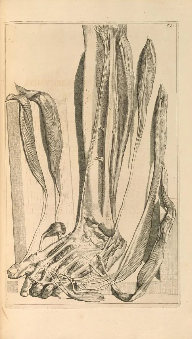 Anatomia Humani Corporis Pl.083