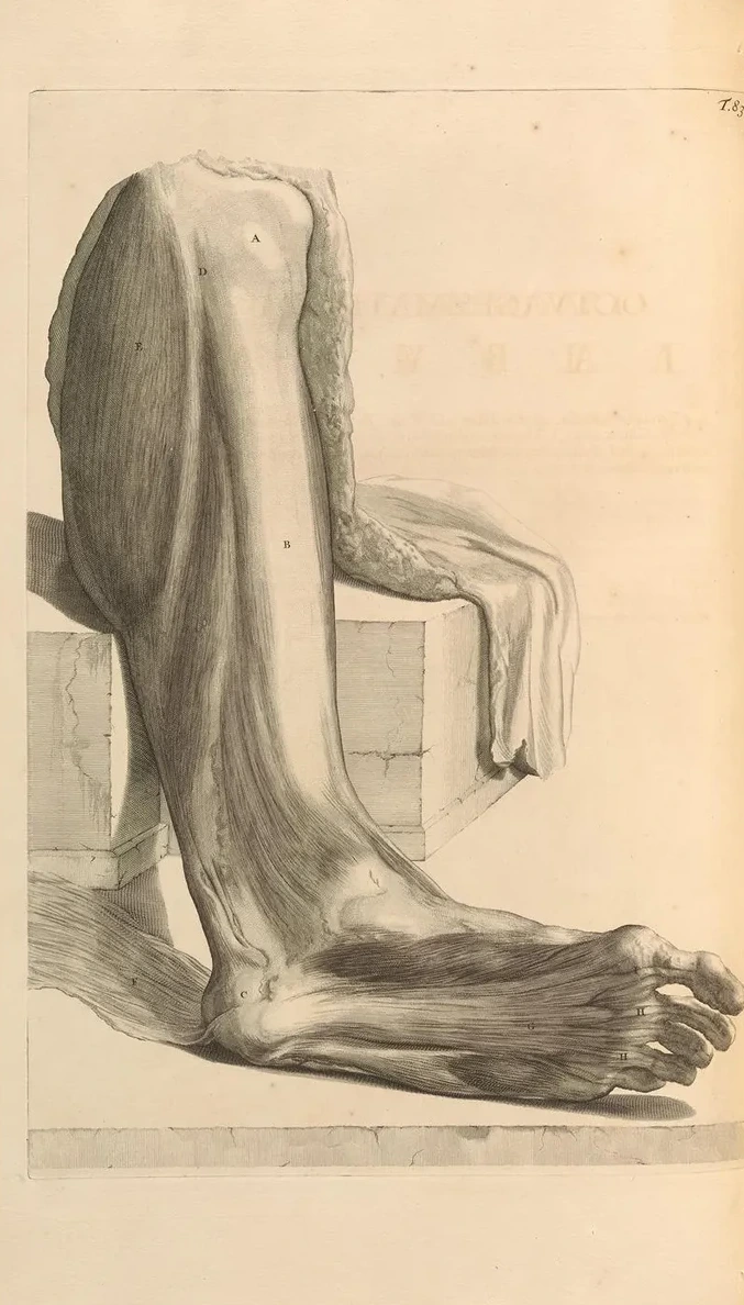 Anatomia Humani Corporis Pl.084