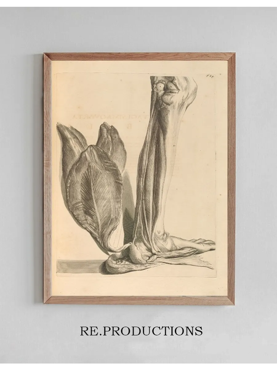 Anatomia Humani Corporis Pl.085