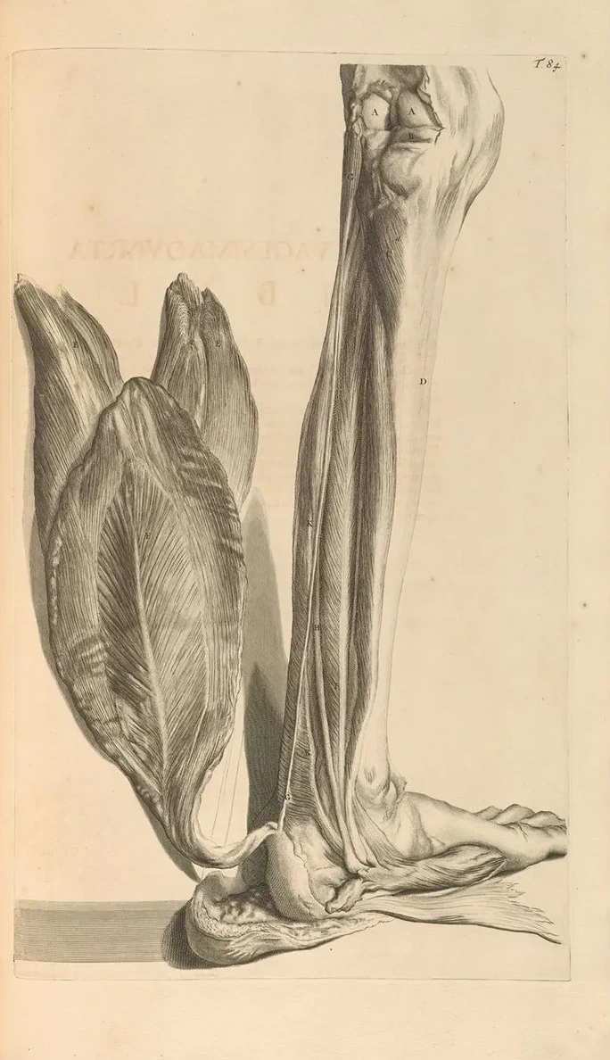 Anatomia Humani Corporis Pl.085