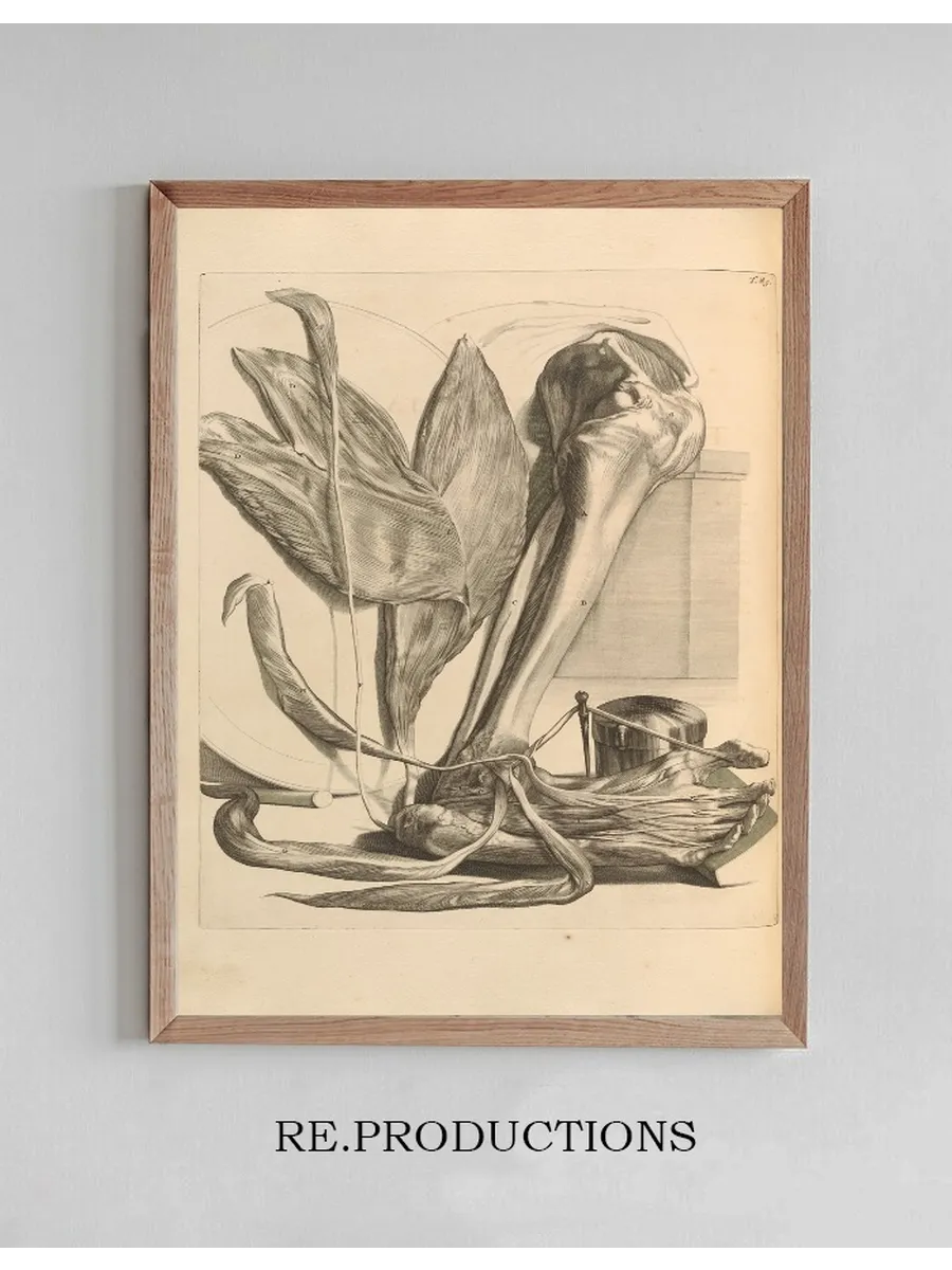 Anatomia Humani Corporis Pl.086