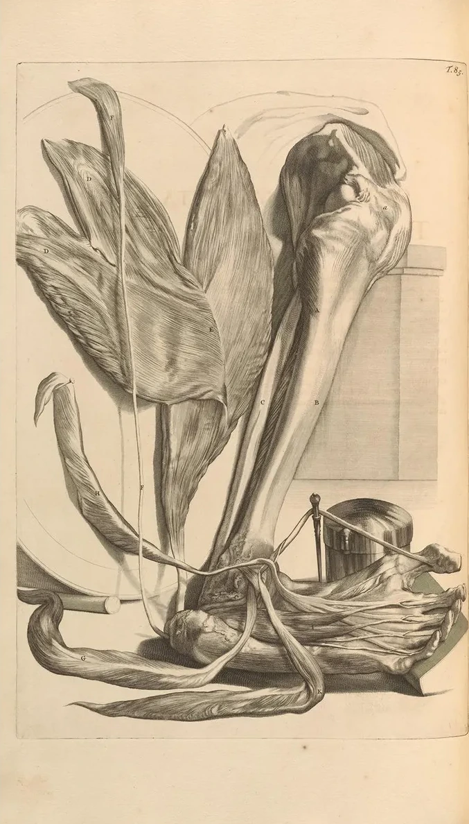Anatomia Humani Corporis Pl.086