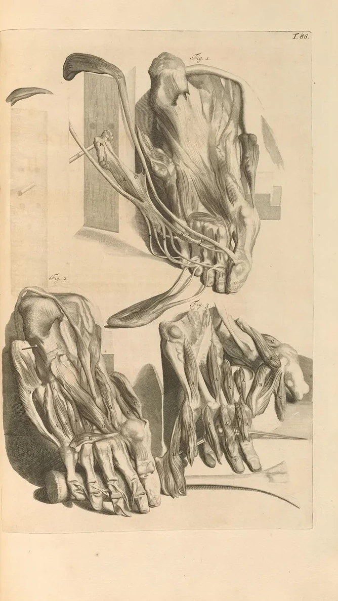Anatomia Humani Corporis Pl.087