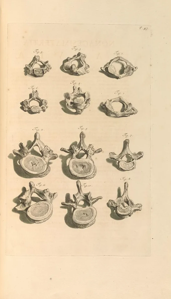Anatomia Humani Corporis Pl.094