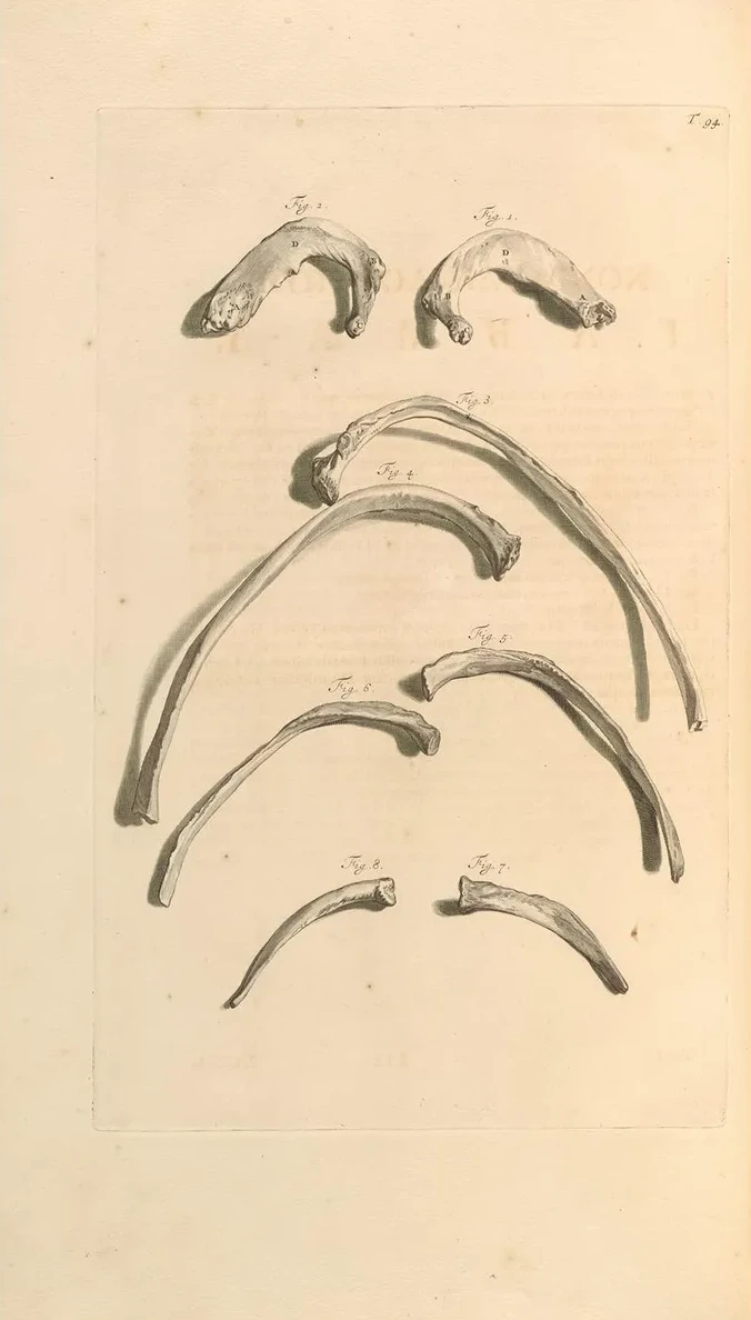 Anatomia Humani Corporis Pl.095