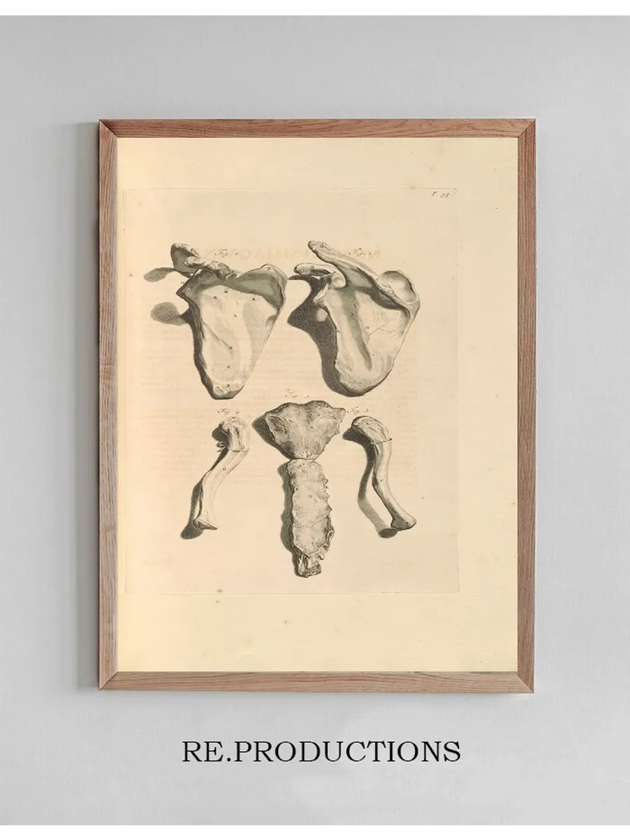 Anatomia Humani Corporis Pl.096