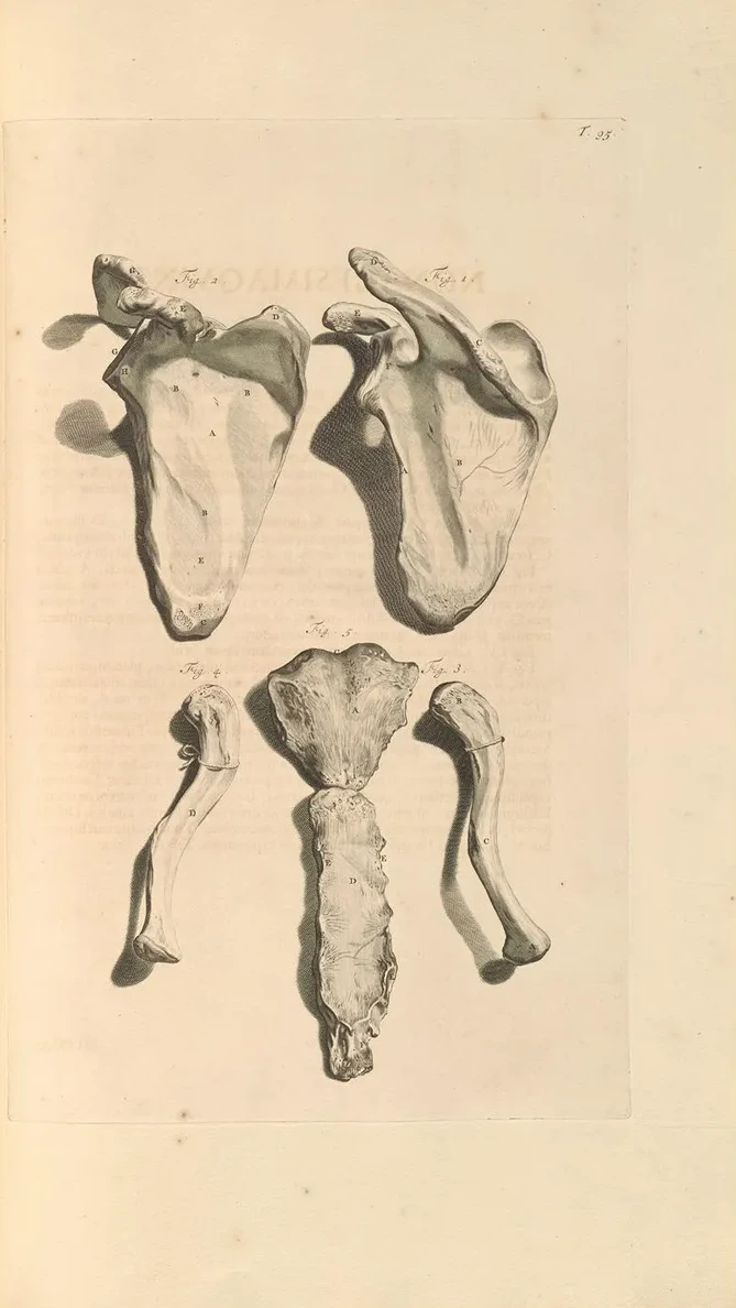 Anatomia Humani Corporis Pl.096